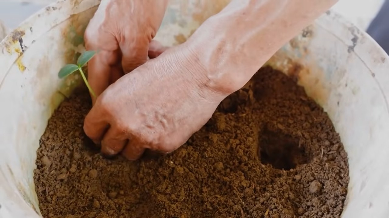 Grow More Cucumbers