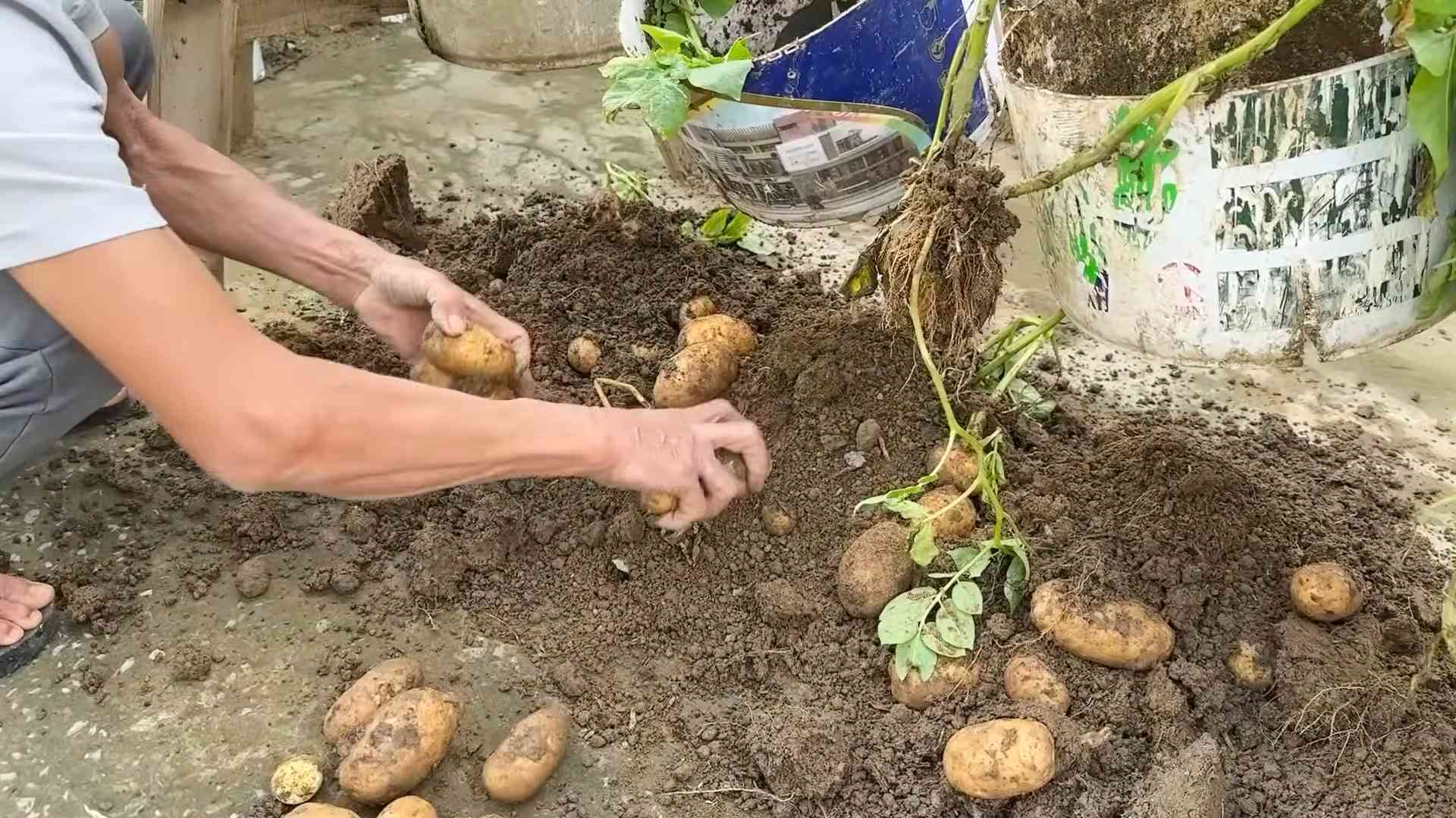 Indoor Potato Gardening