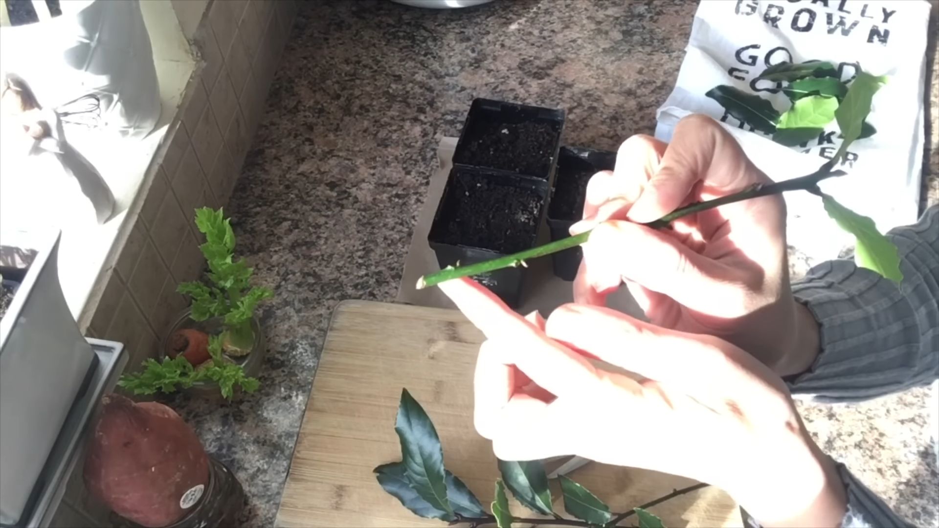 Grow Bay Leaf Cuttings