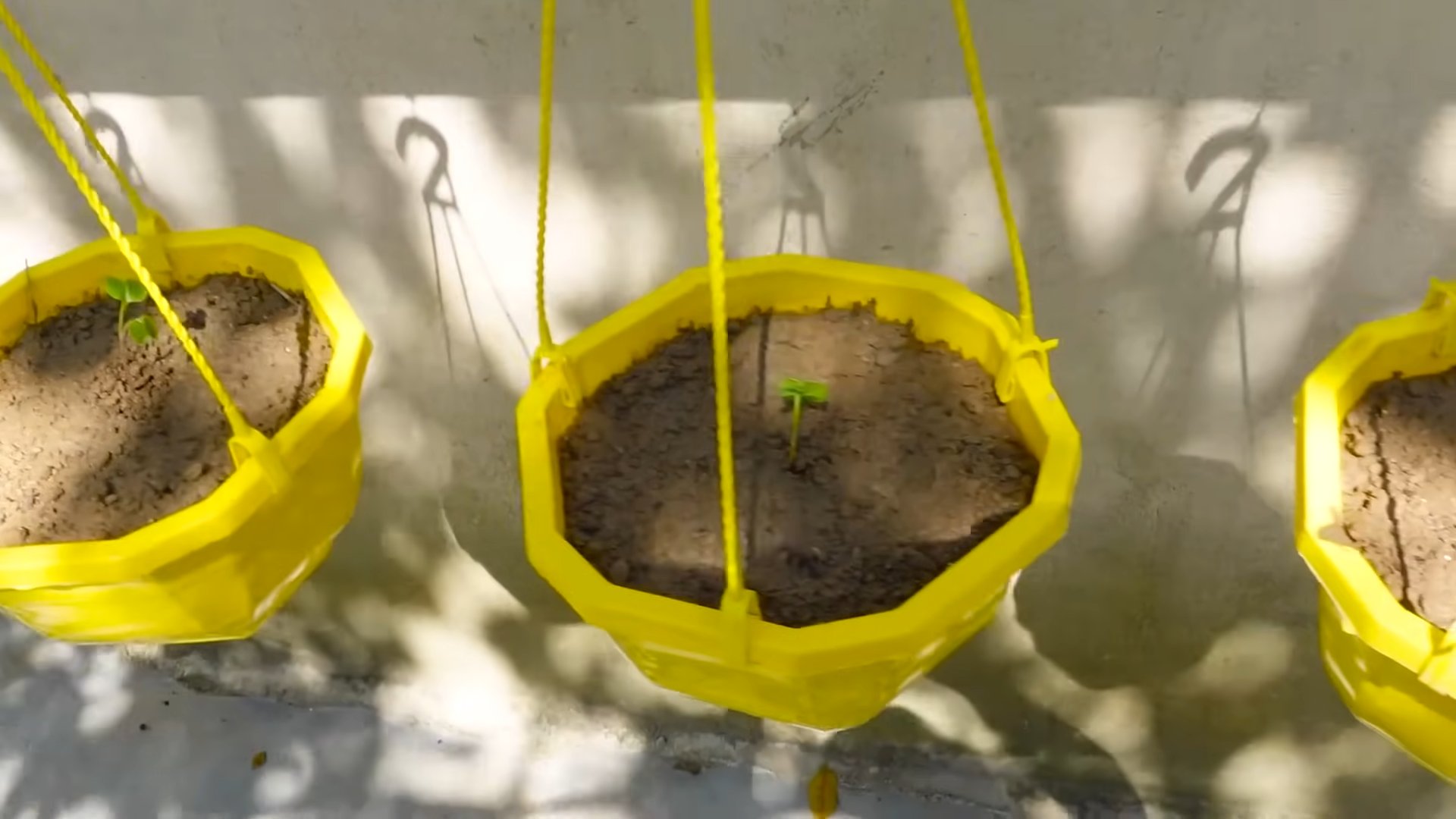 Grow Pink Radishes Pots