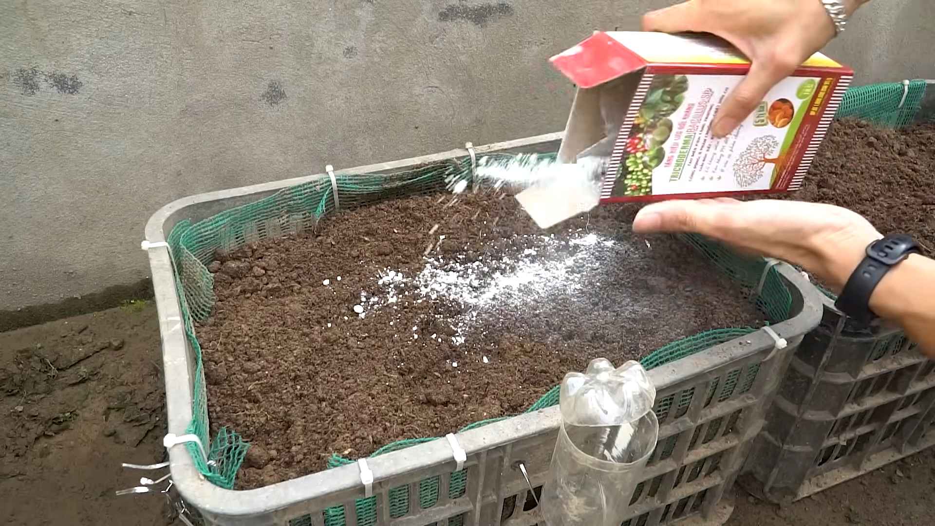 Growing eggplants in pots