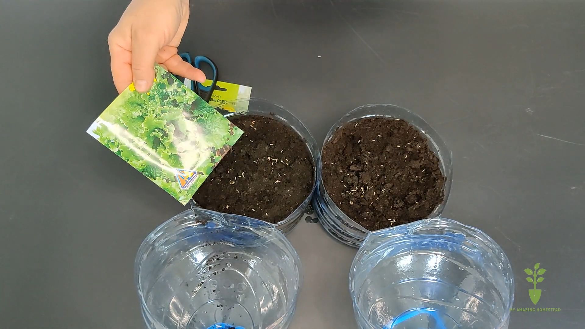 Easy Homegrown Lettuce
