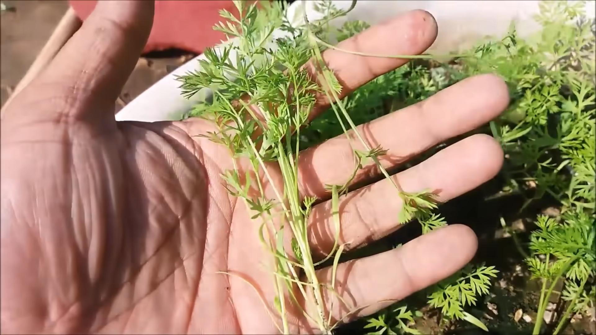 Grow Carrots Beginners
