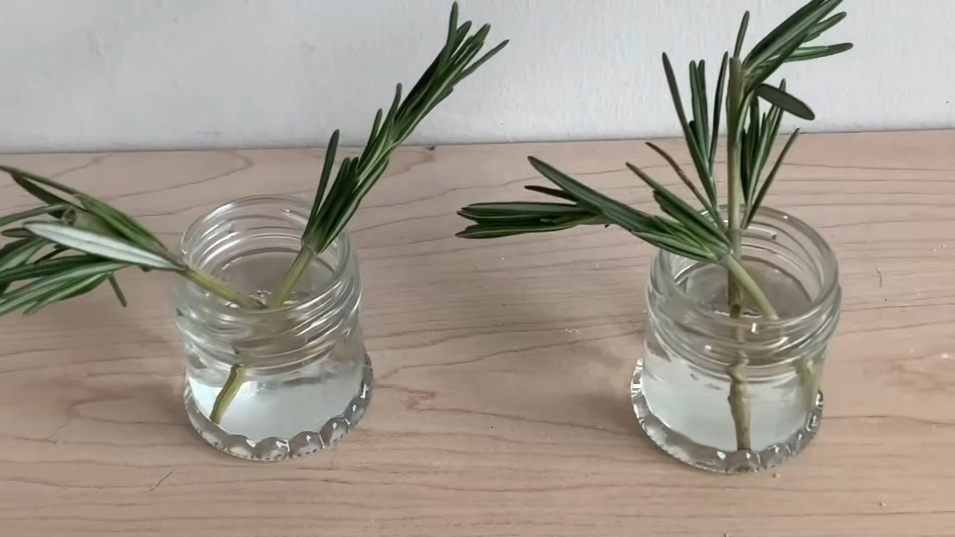 Kitchen Rosemary Growing