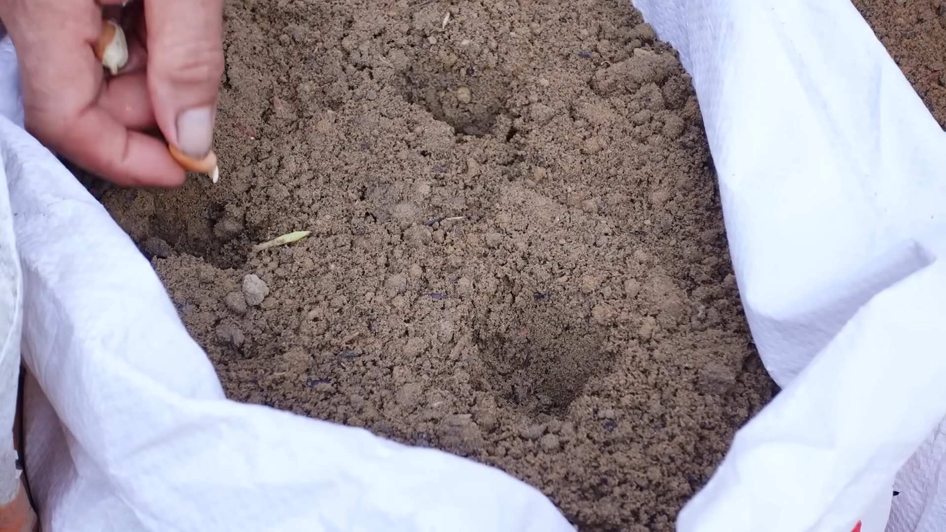 Plant peanuts at home