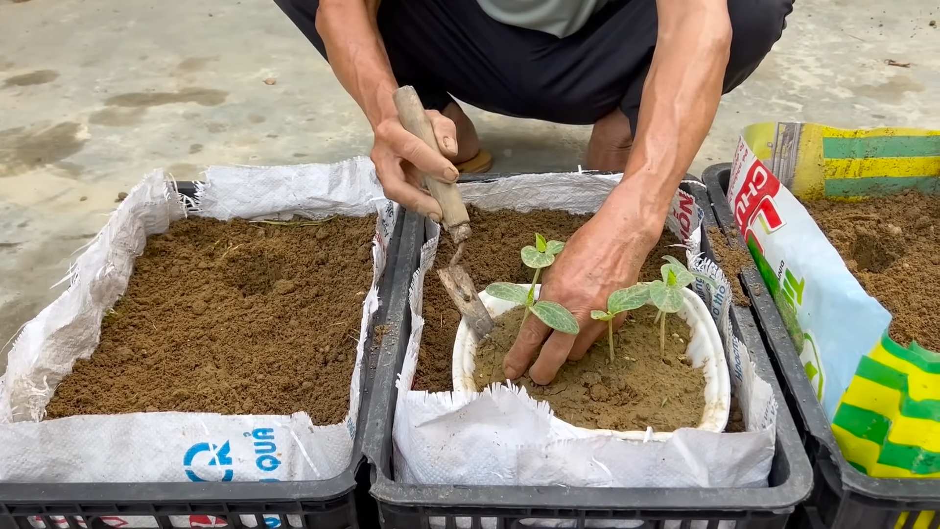 Grow sweet melons at home