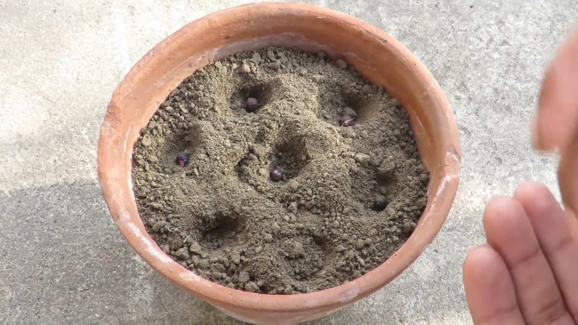 Growing Okra in Pots