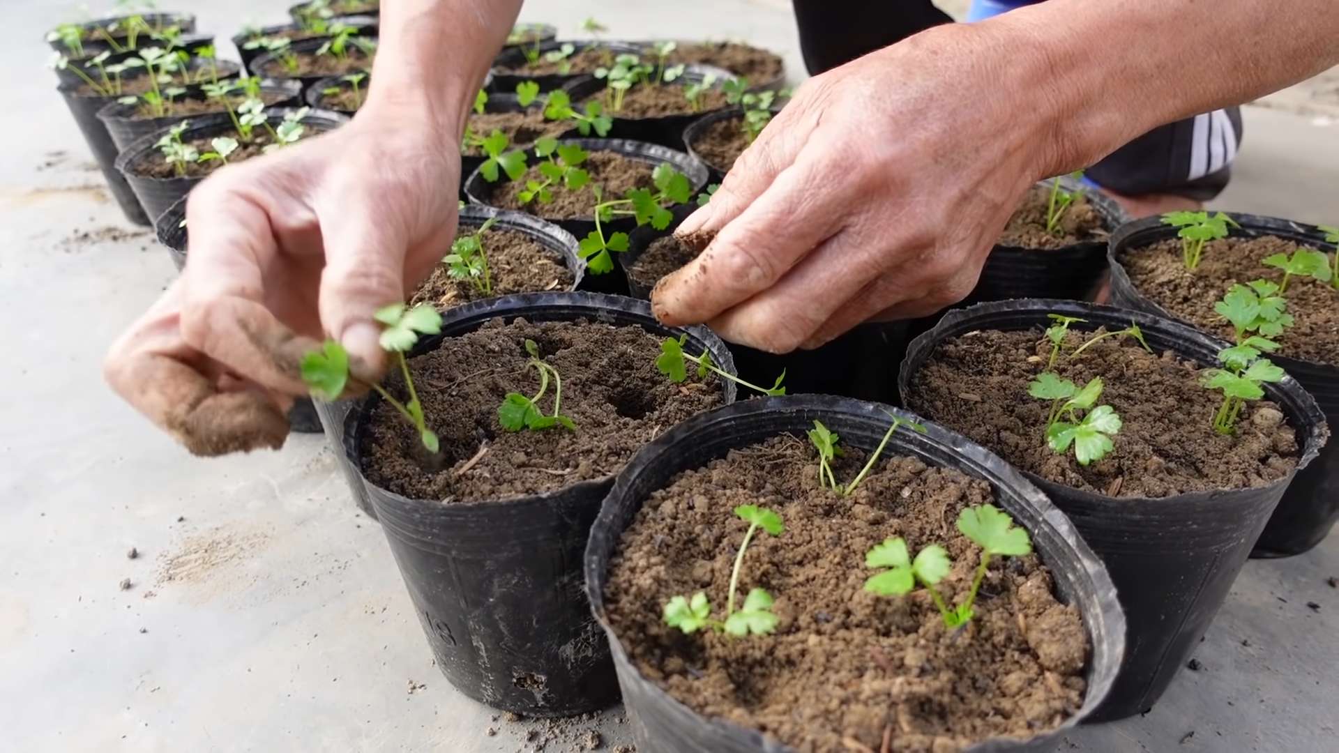 Grow Celery at Home Easily