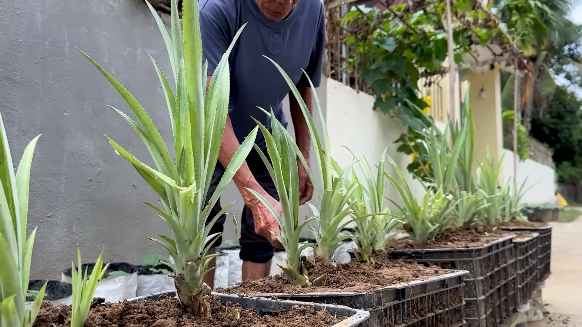 Growing pineapples in pots
