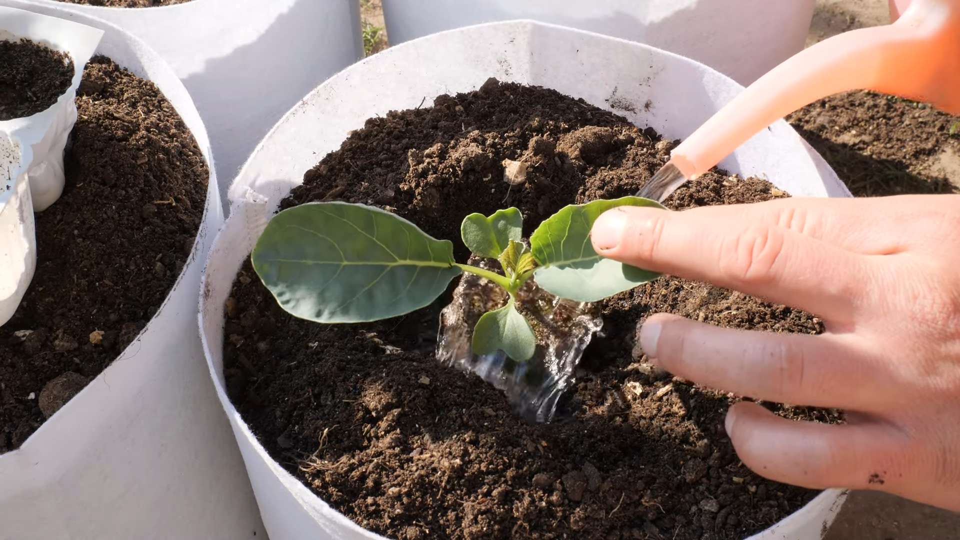 Backyard Cauliflower Growing Guide