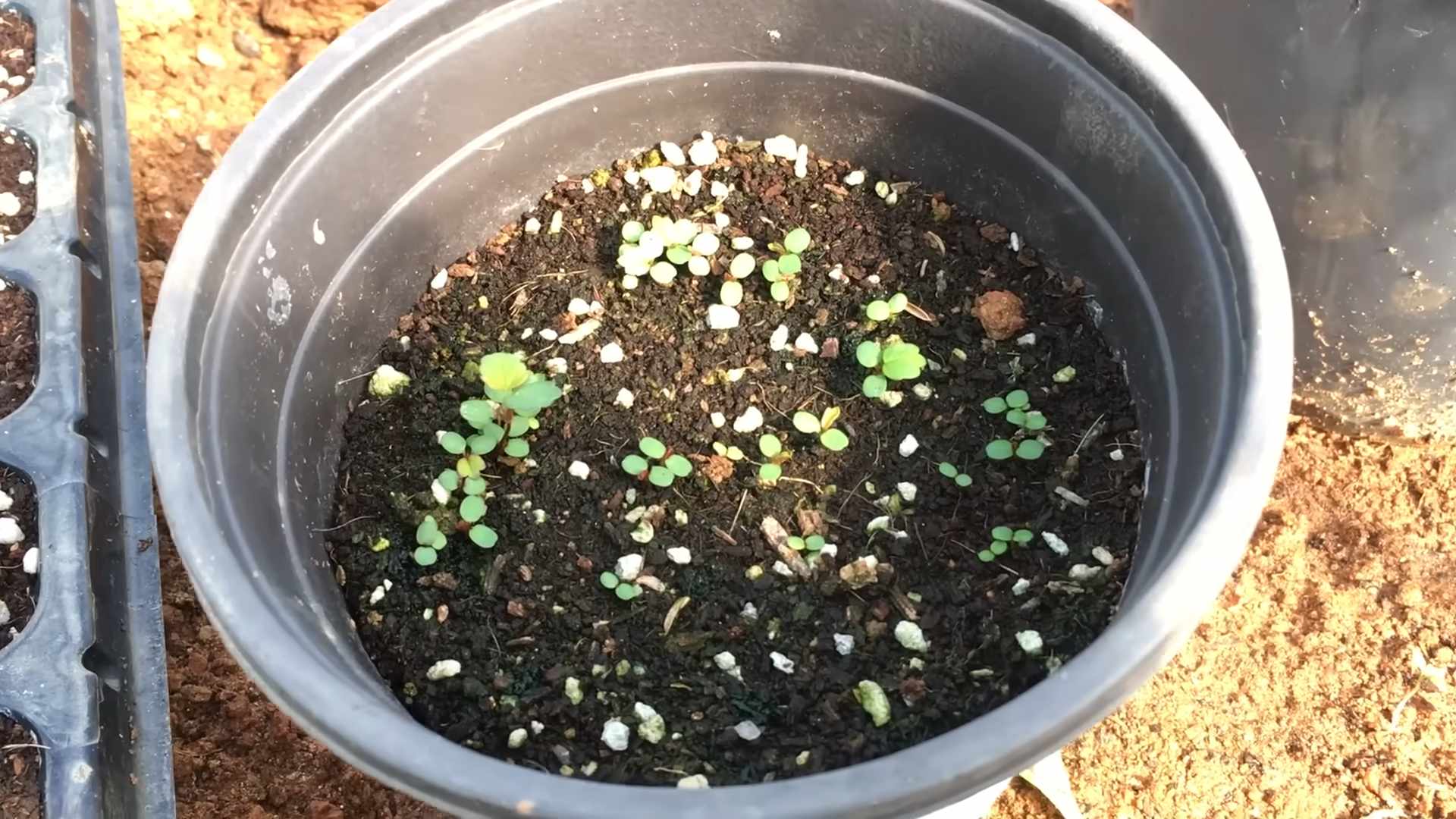 Grow Strawberries From Seed