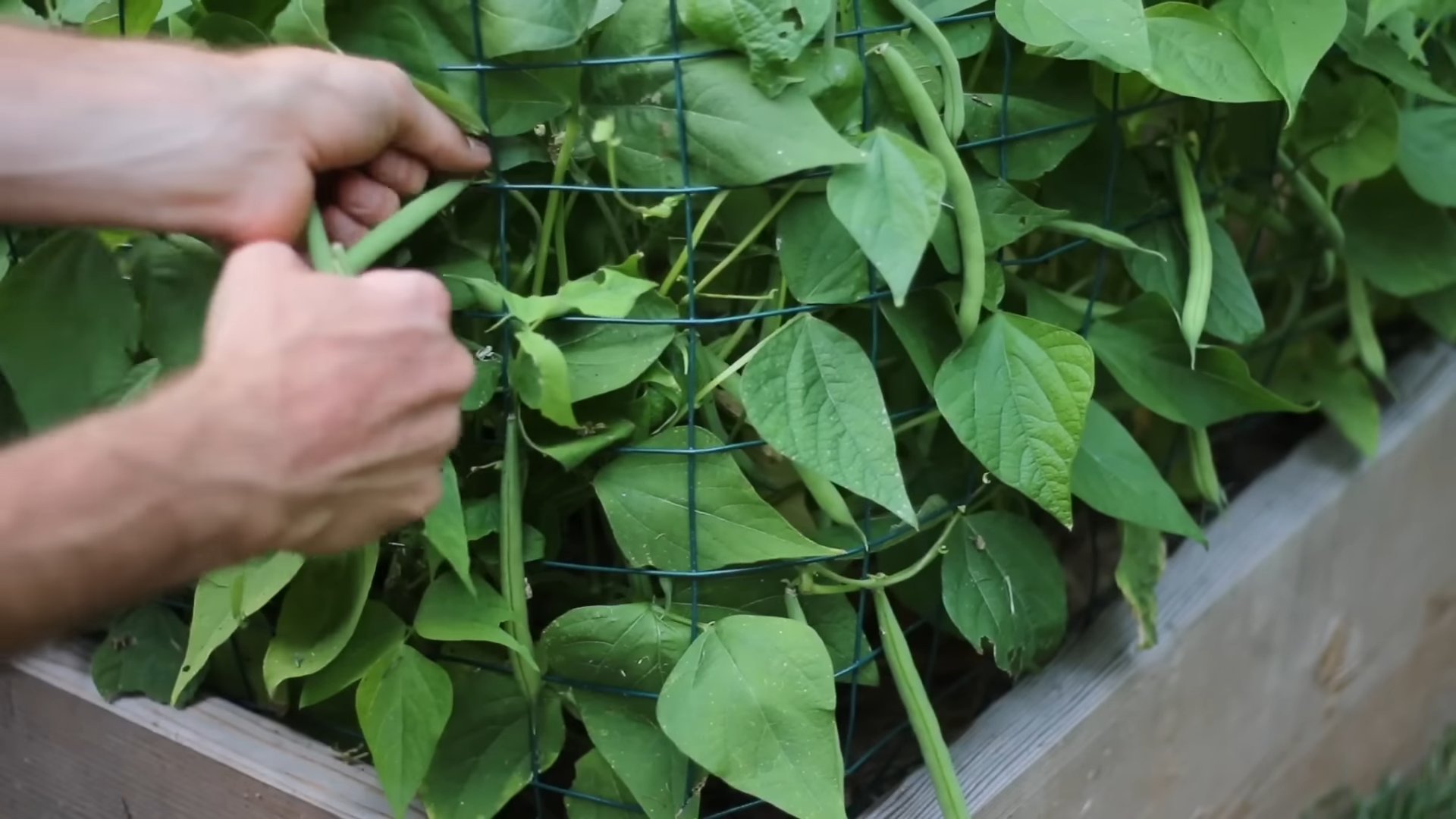 Bush Bean Planting Guide