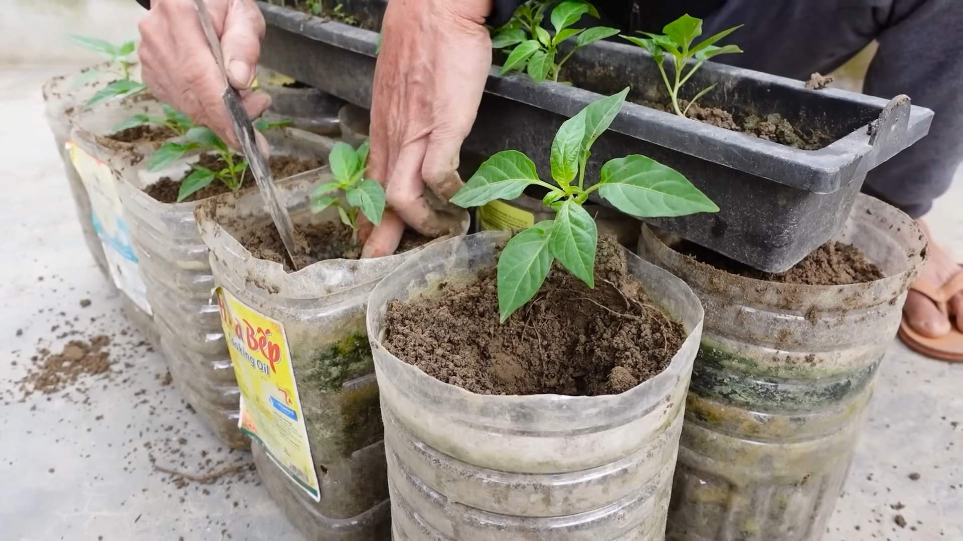 Grow Chili Peppers Beginners