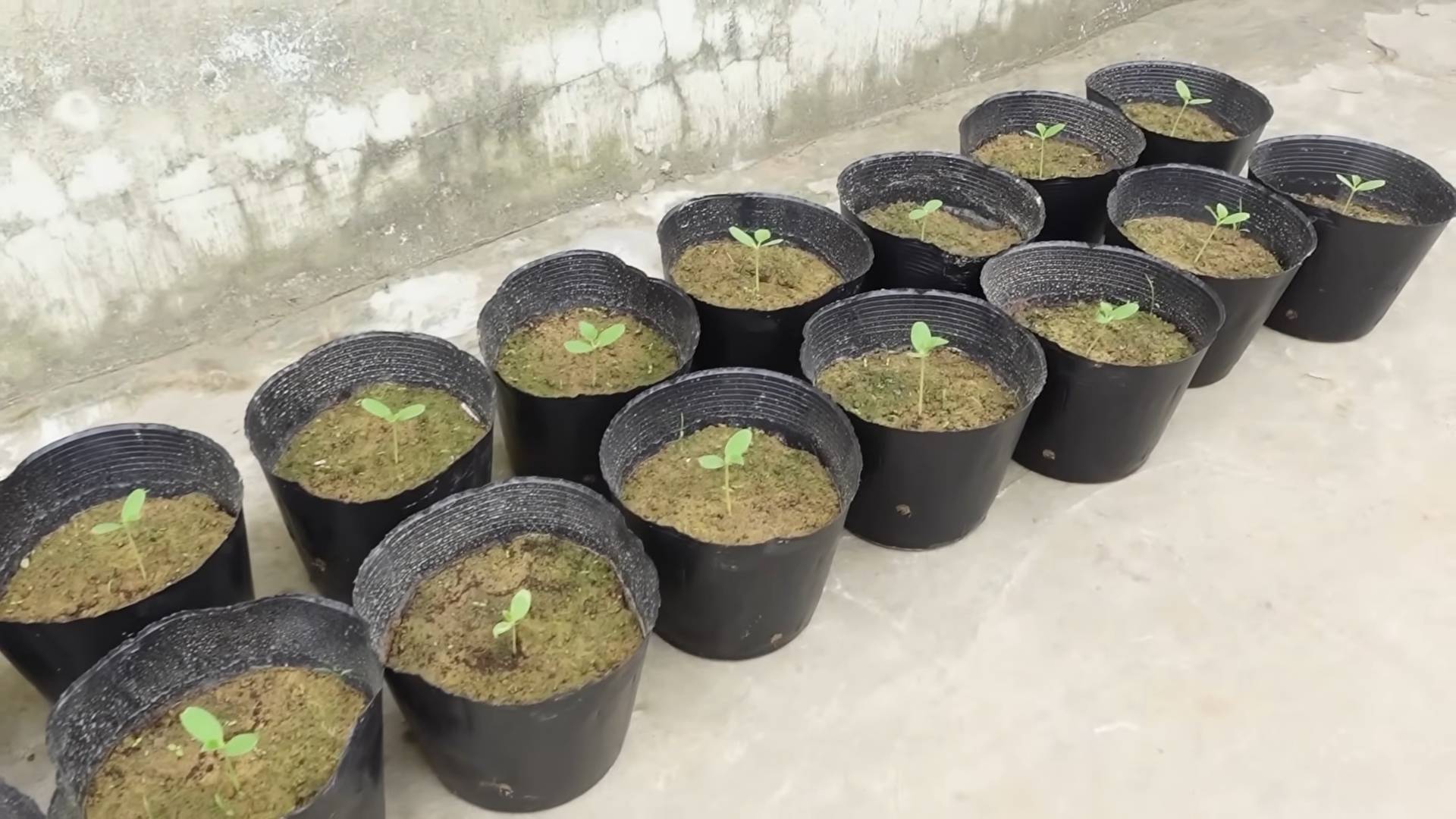 Growing Kohlrabi at Home