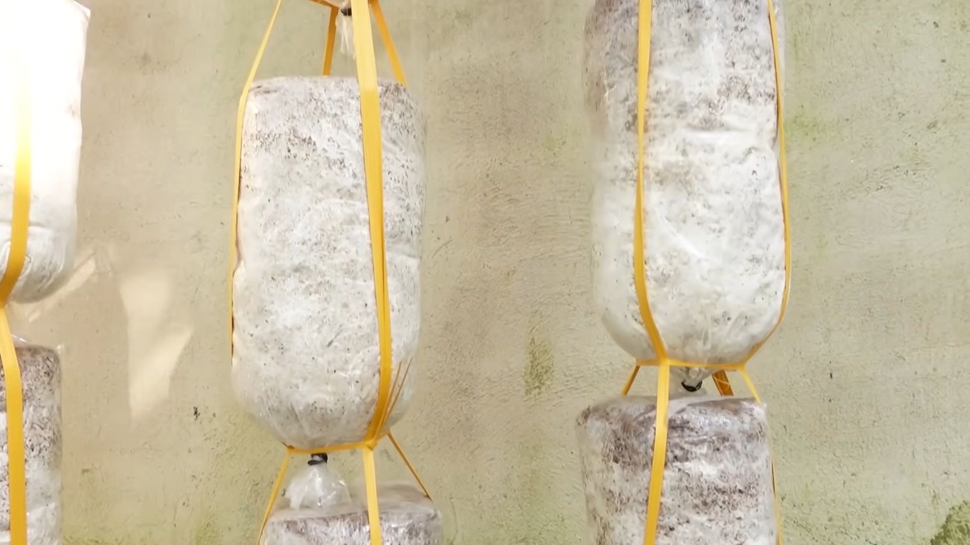 Mushroom gardening beginners home