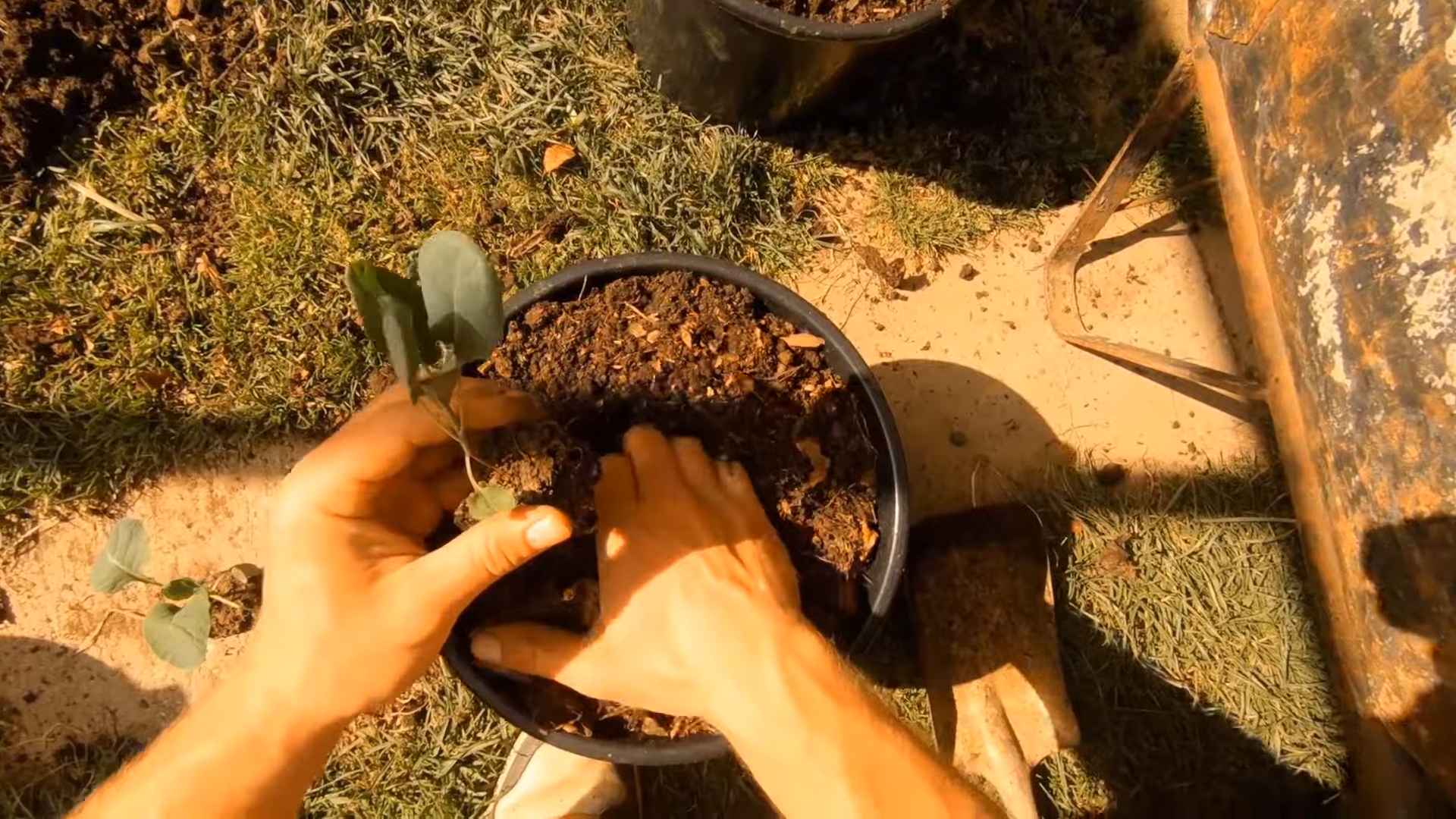 Growing Brussel Sprouts Pots