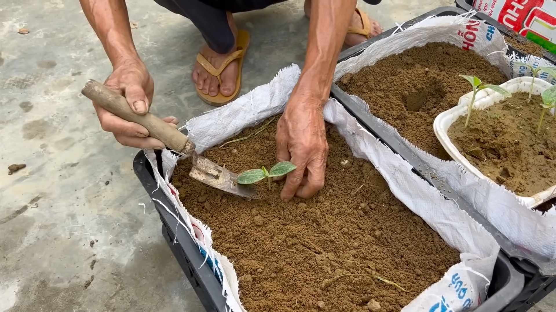 Harvest pumpkins continuously