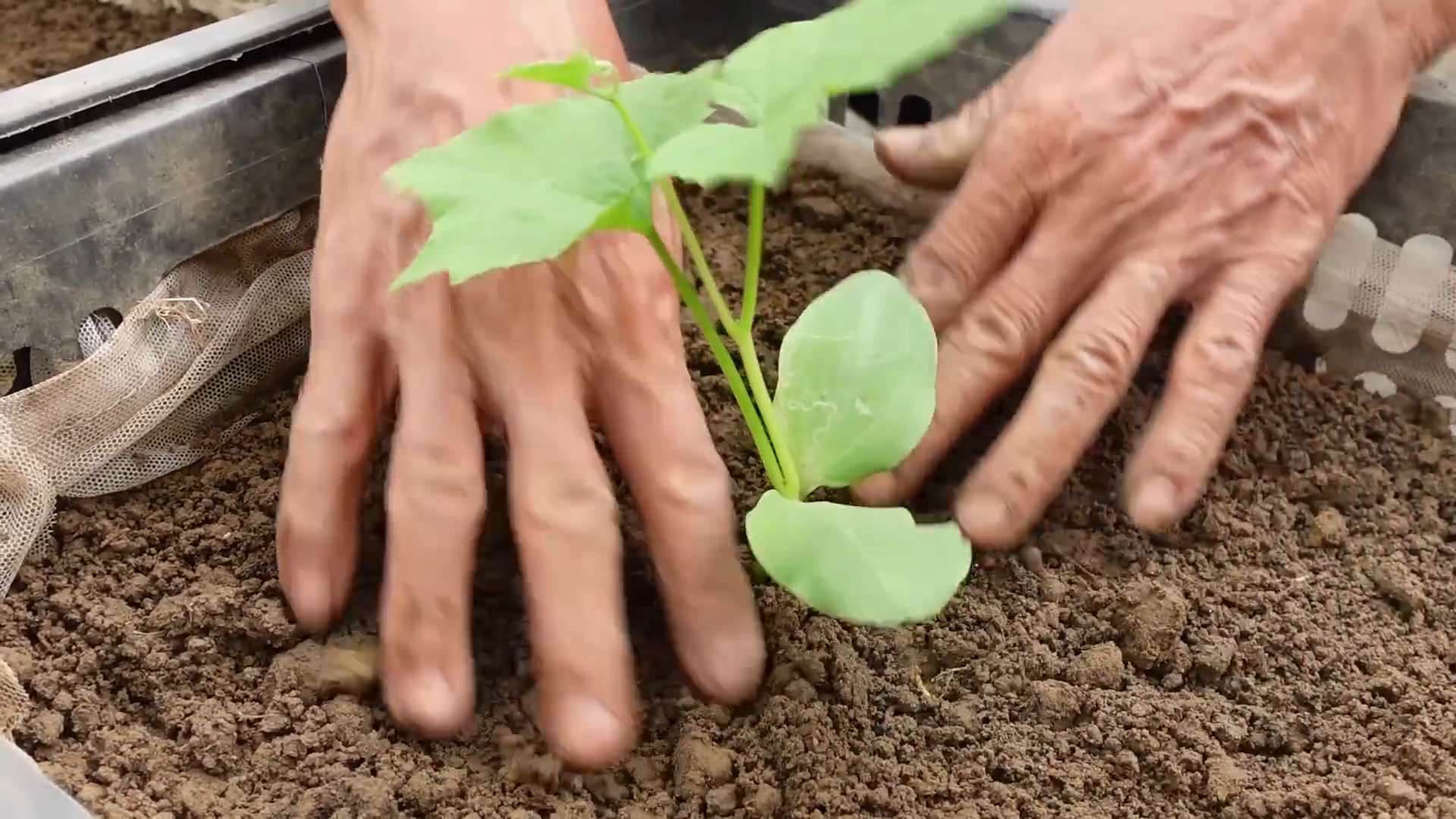 Growing Luffa at Home