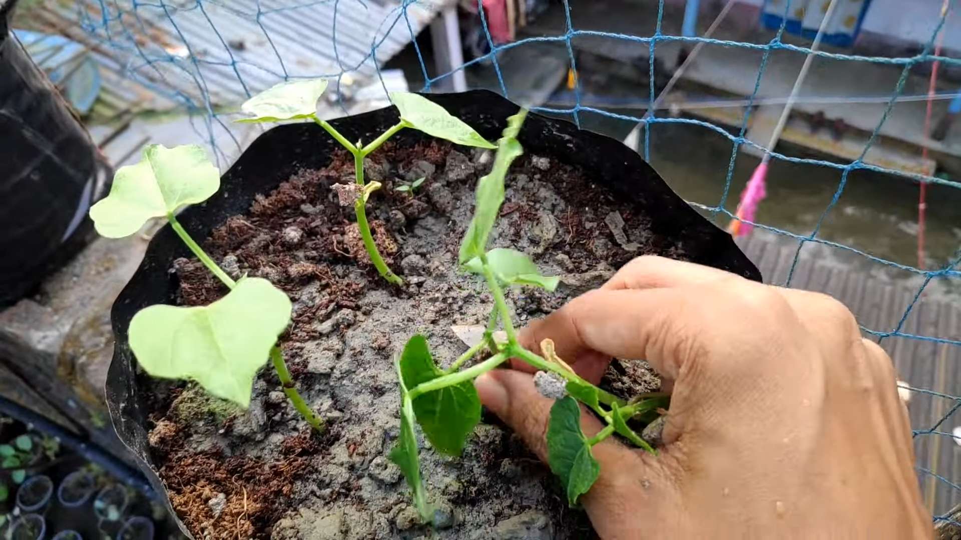 Small Space French Bean Gardening