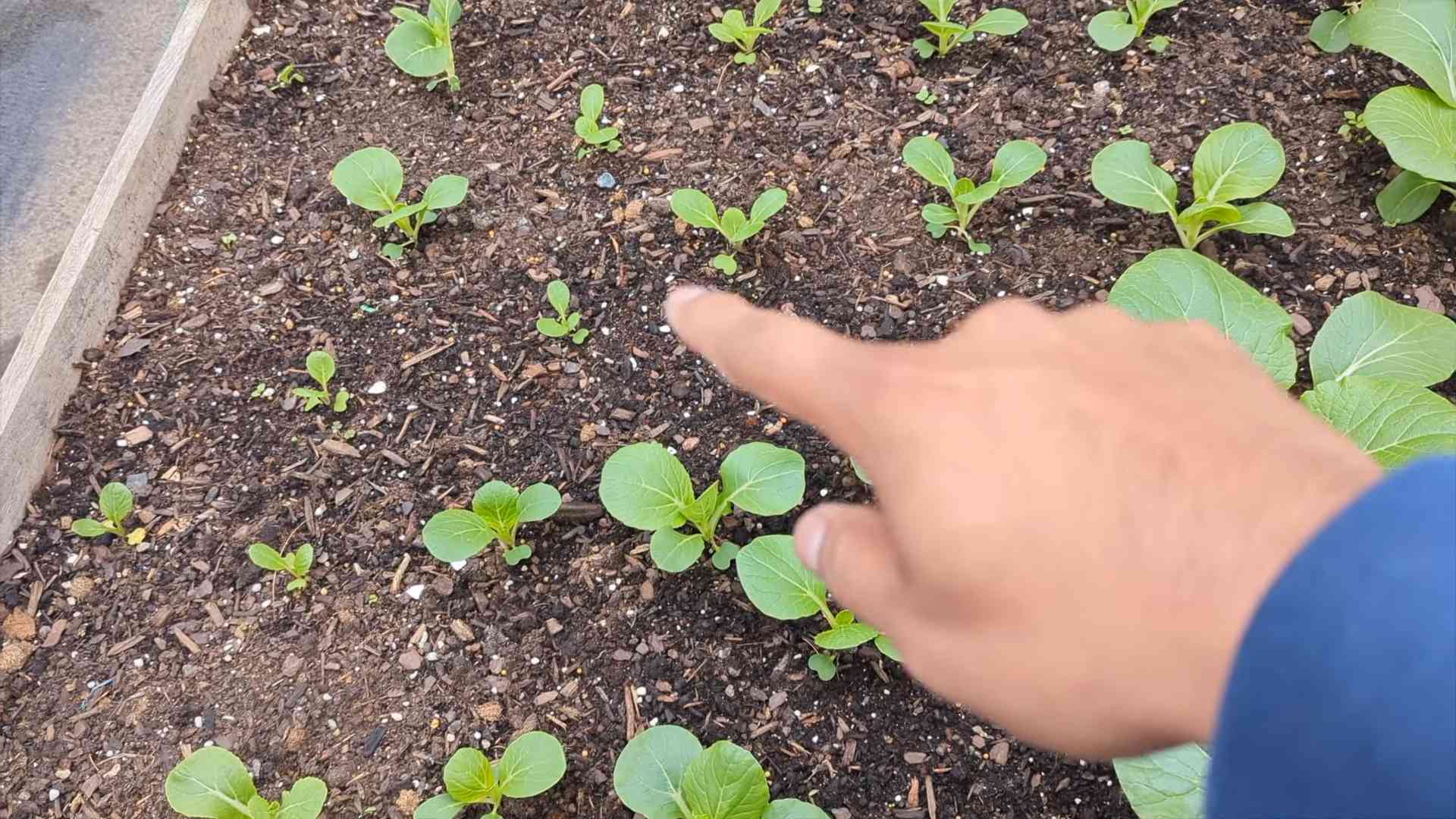 Planting Bok Choy