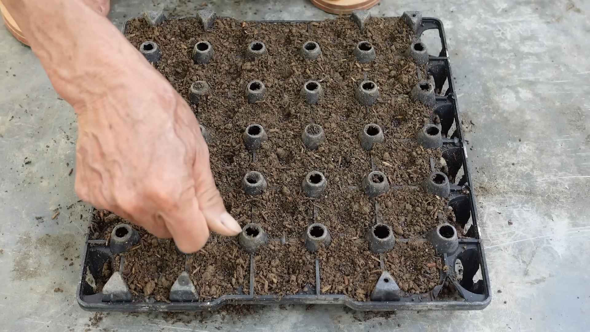 Grow Napa Cabbage Easily