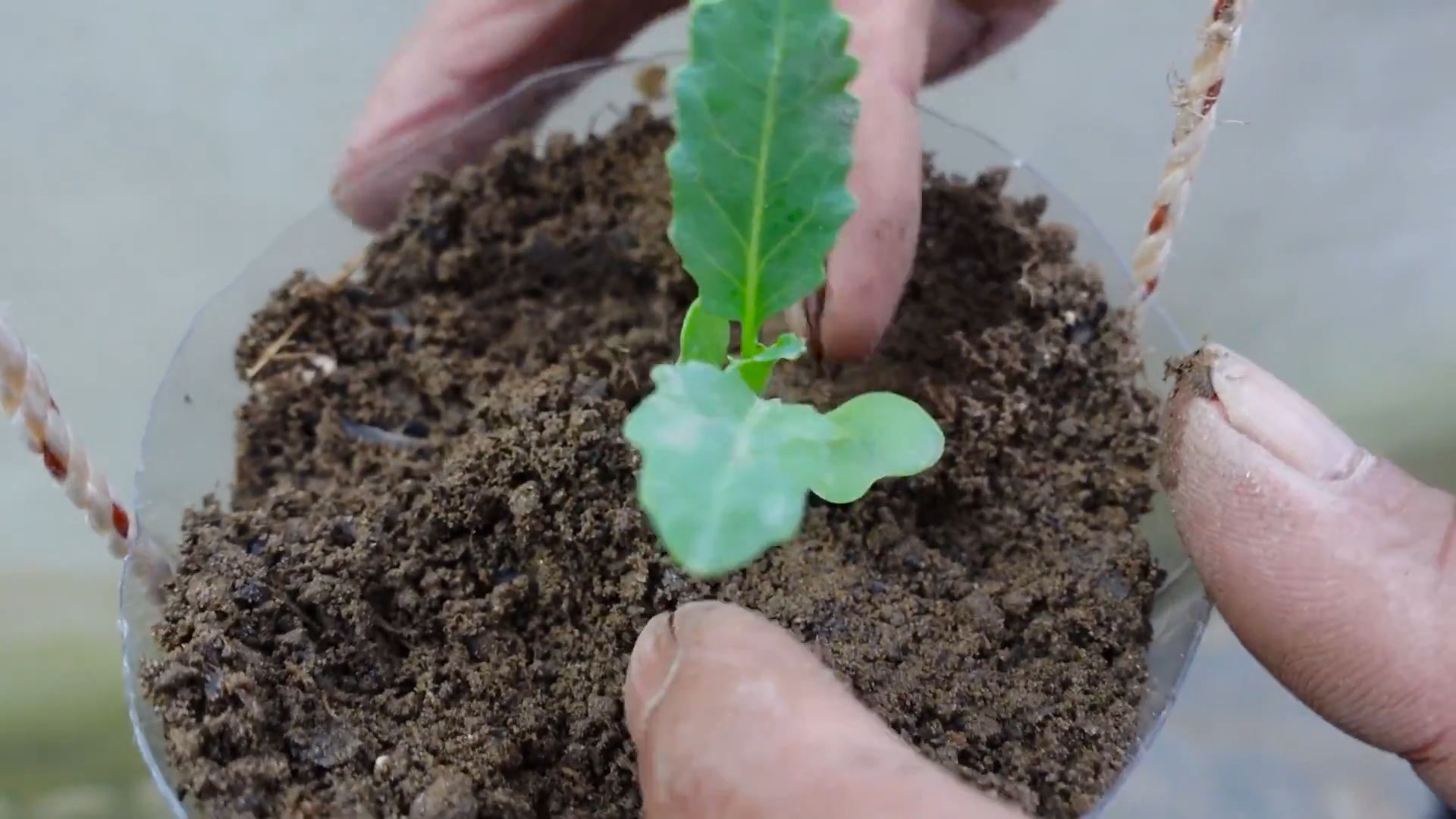 Grow Taro Plants at Home