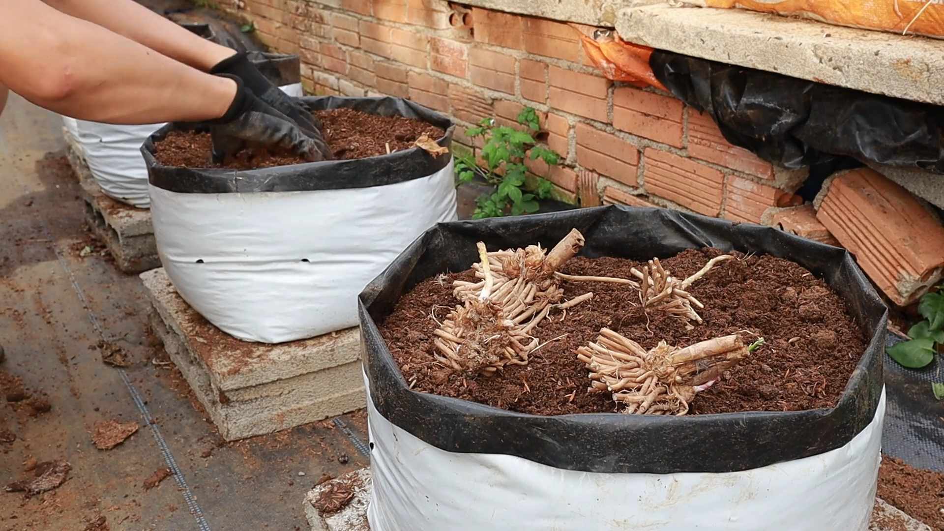 Grow Asparagus at Home