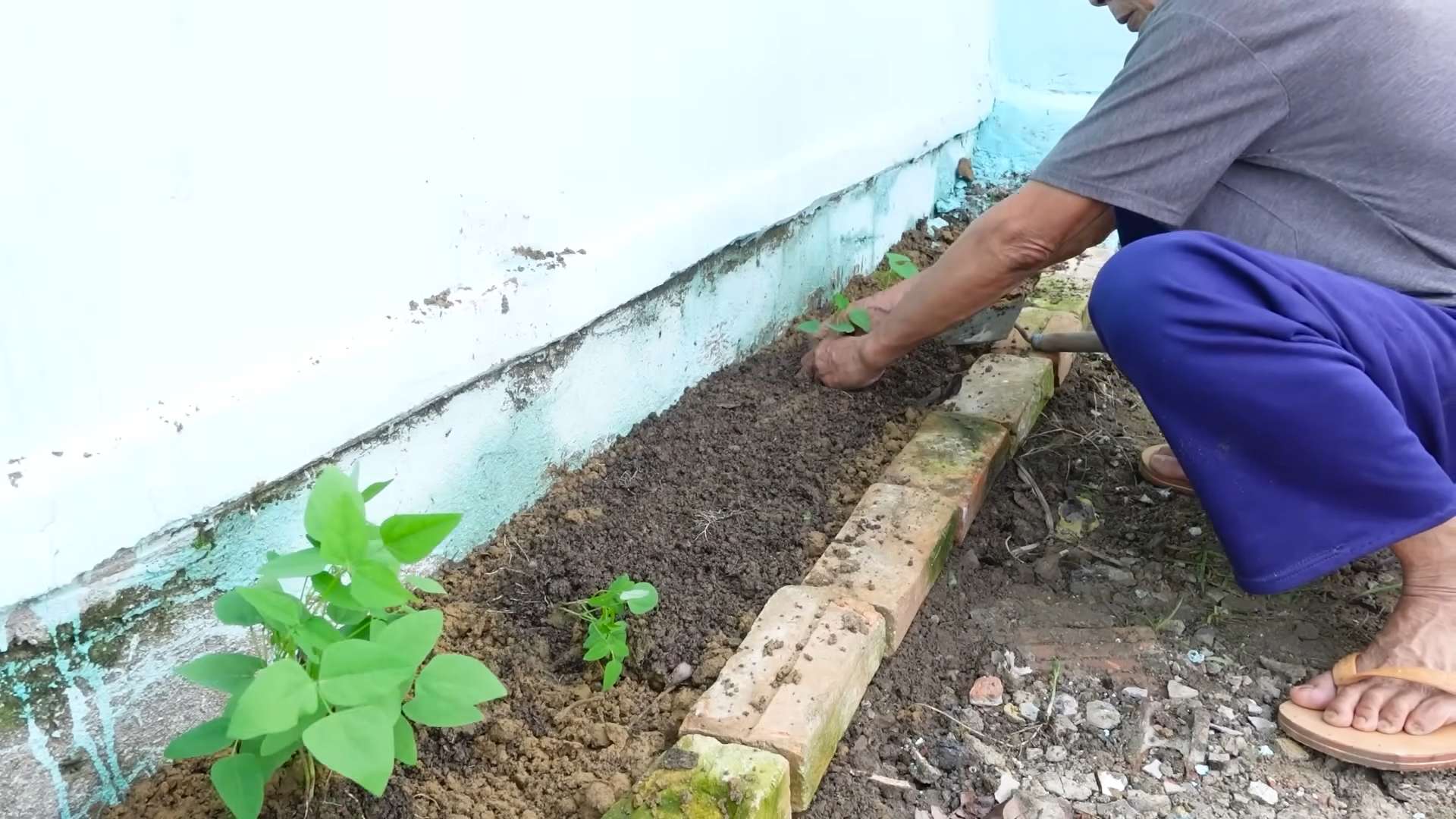 Planting Winged Beans at Home
