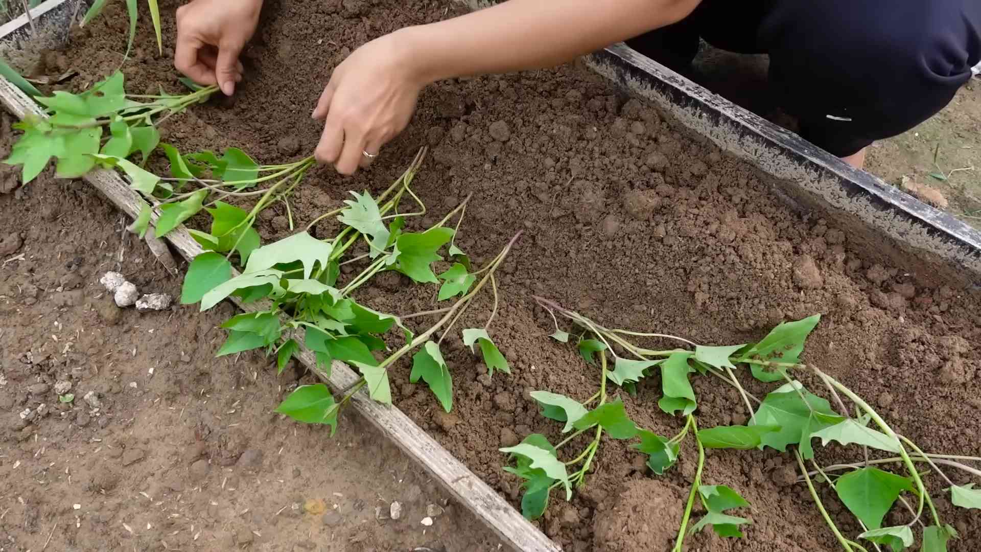 Growing Sweet Potatoes Easy