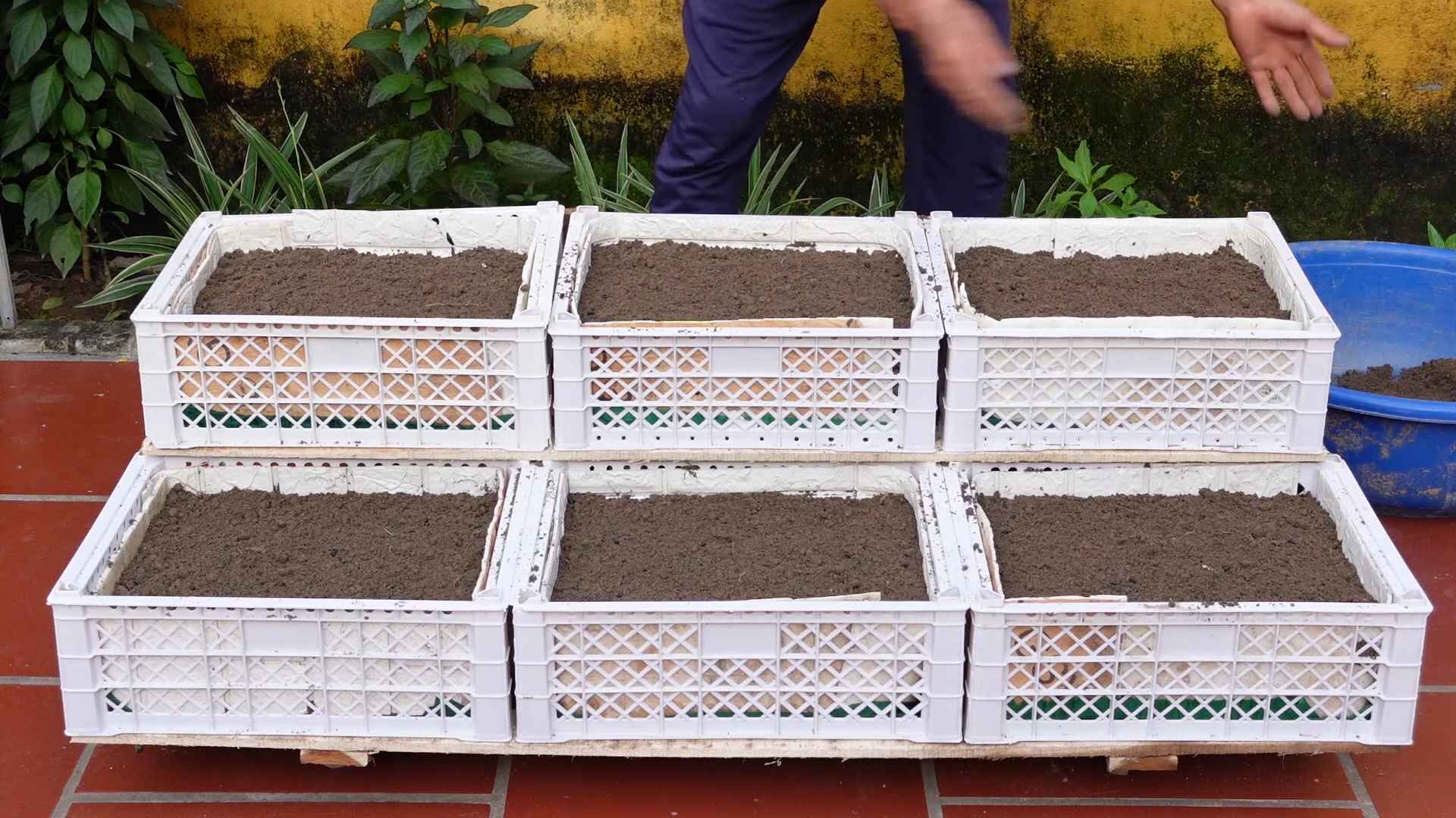 Grow vegetables at home