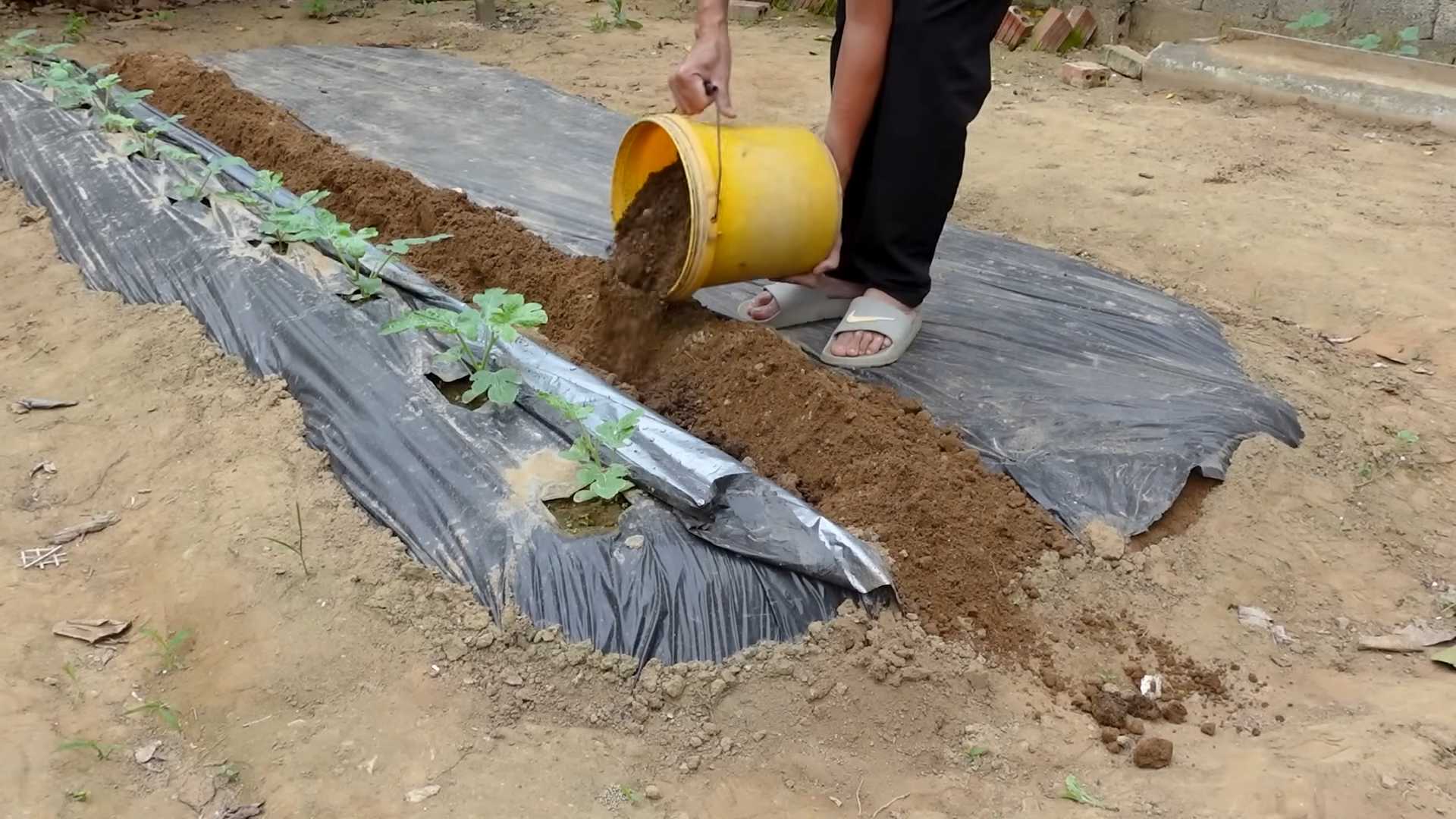 Grow Watermelon Backyard