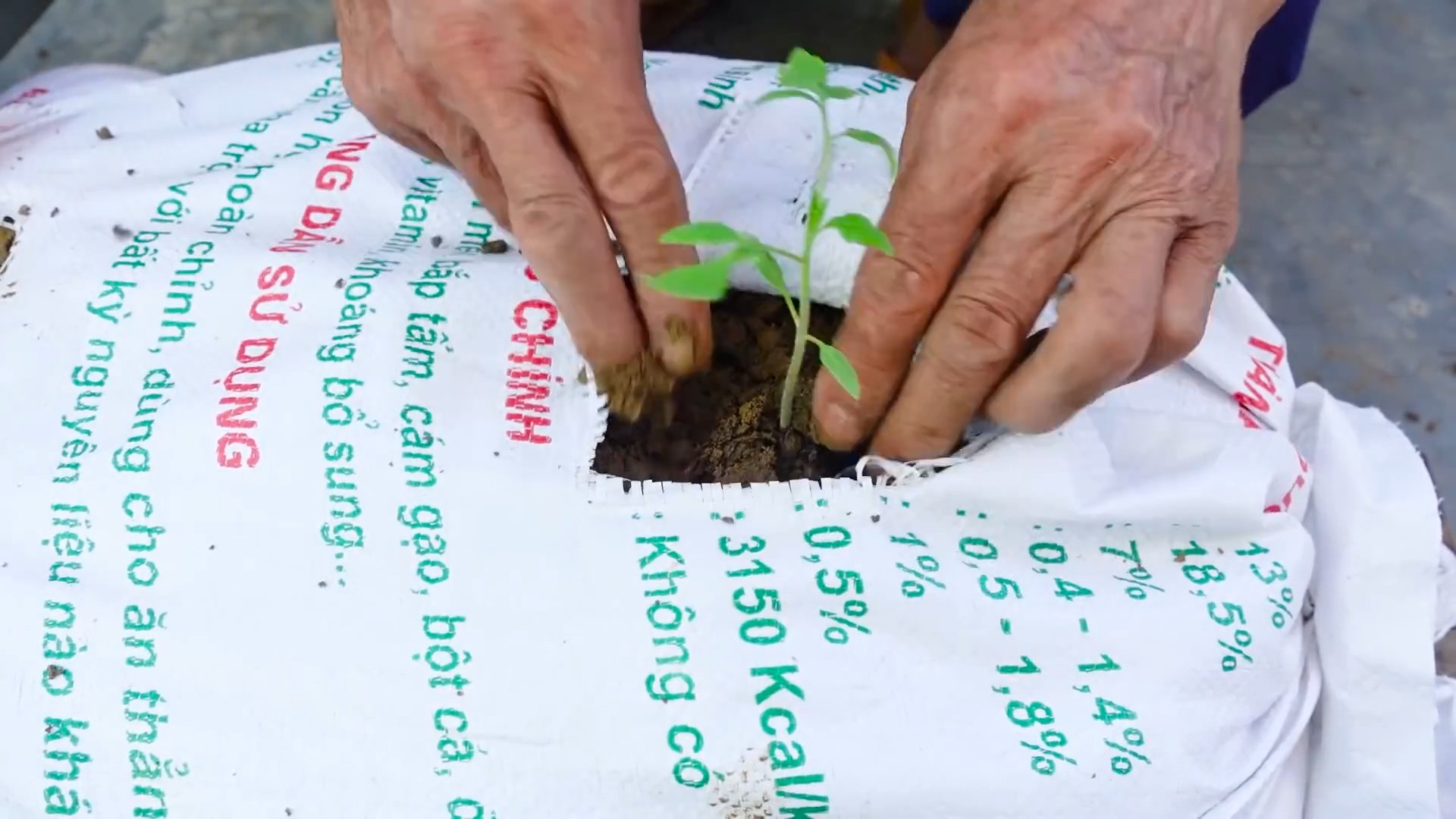 DIY Tomato Growing