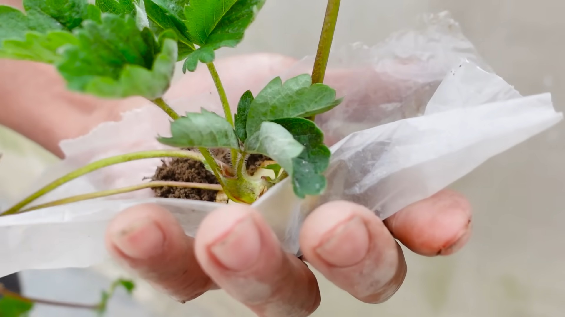 Strawberry harvest tips