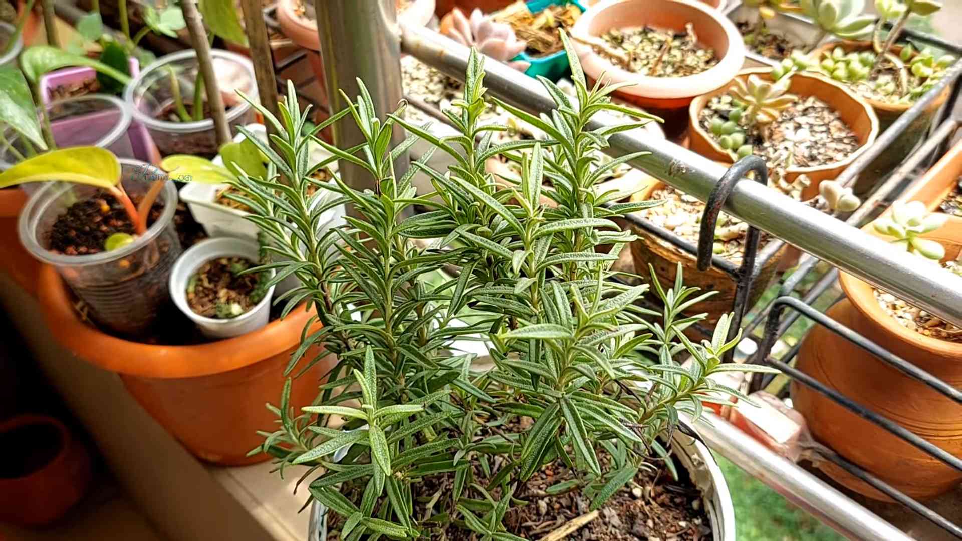 Rosemary Container Gardening