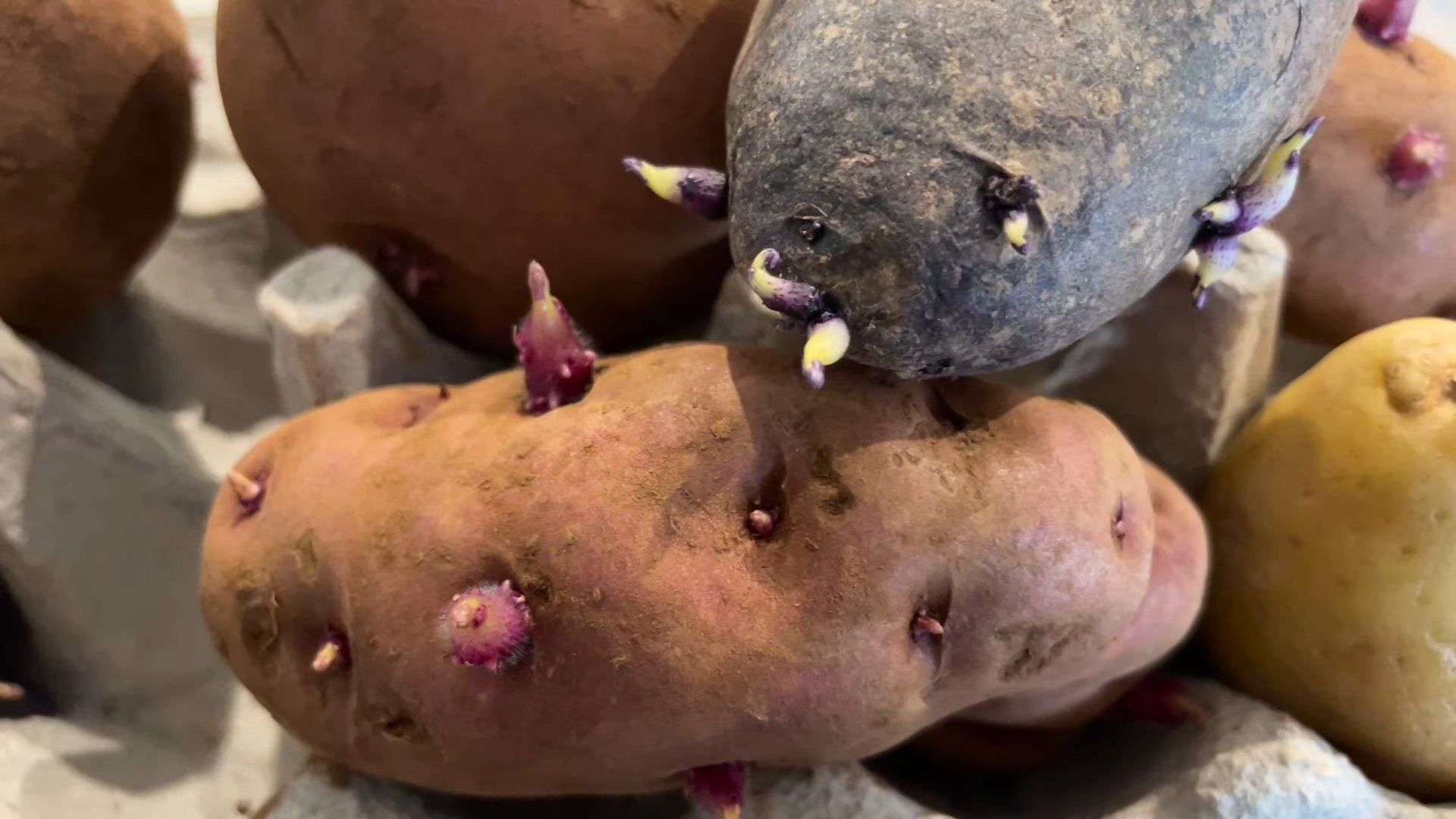 Grow Potatoes Fast
