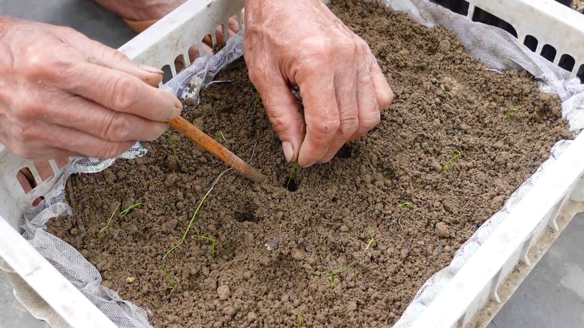 Growing Leeks at Home