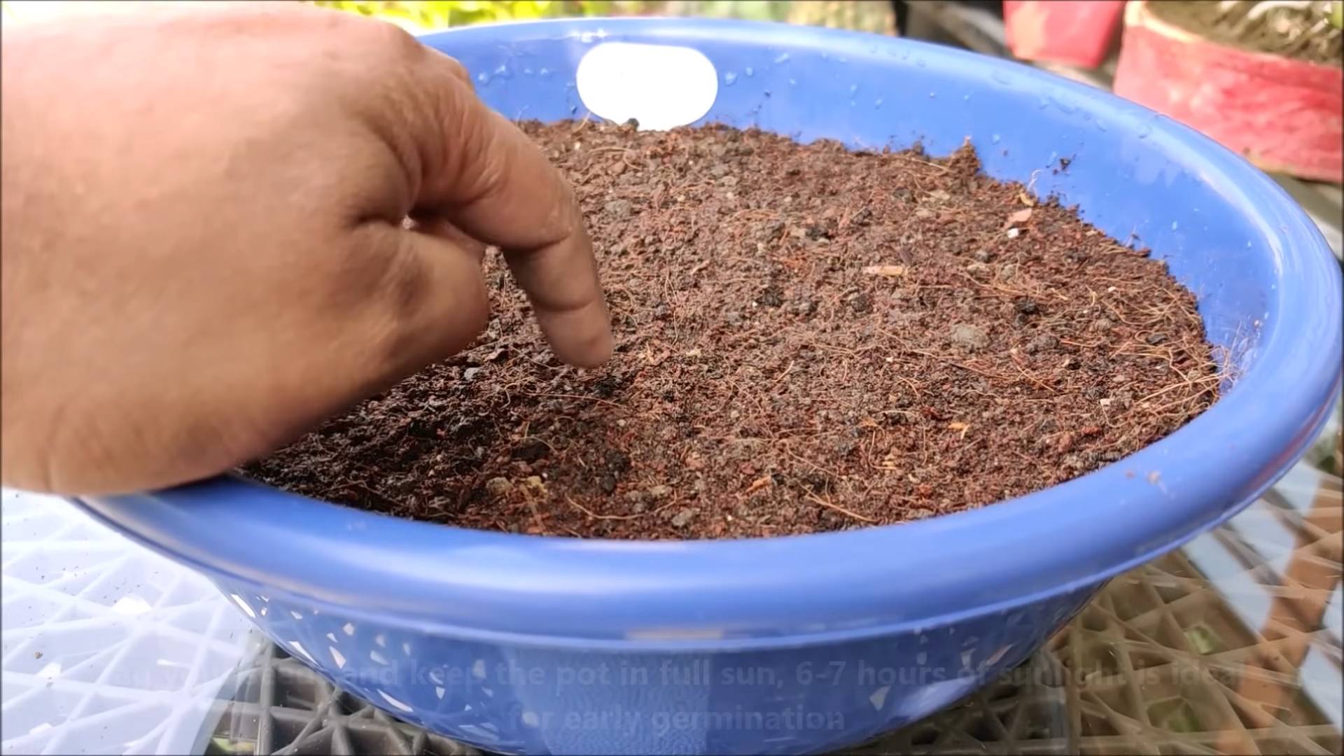 Grow Broccoli Easily