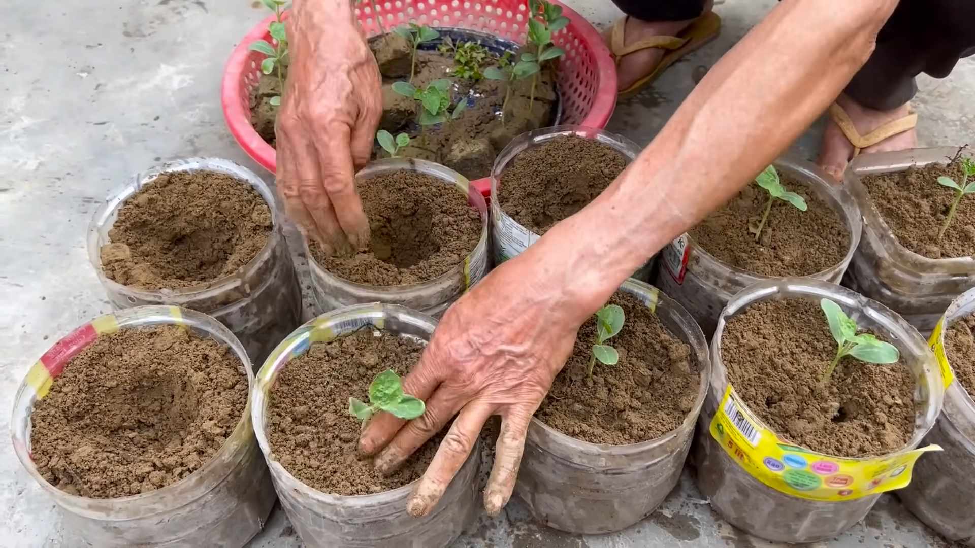 Grow Watermelon Faster