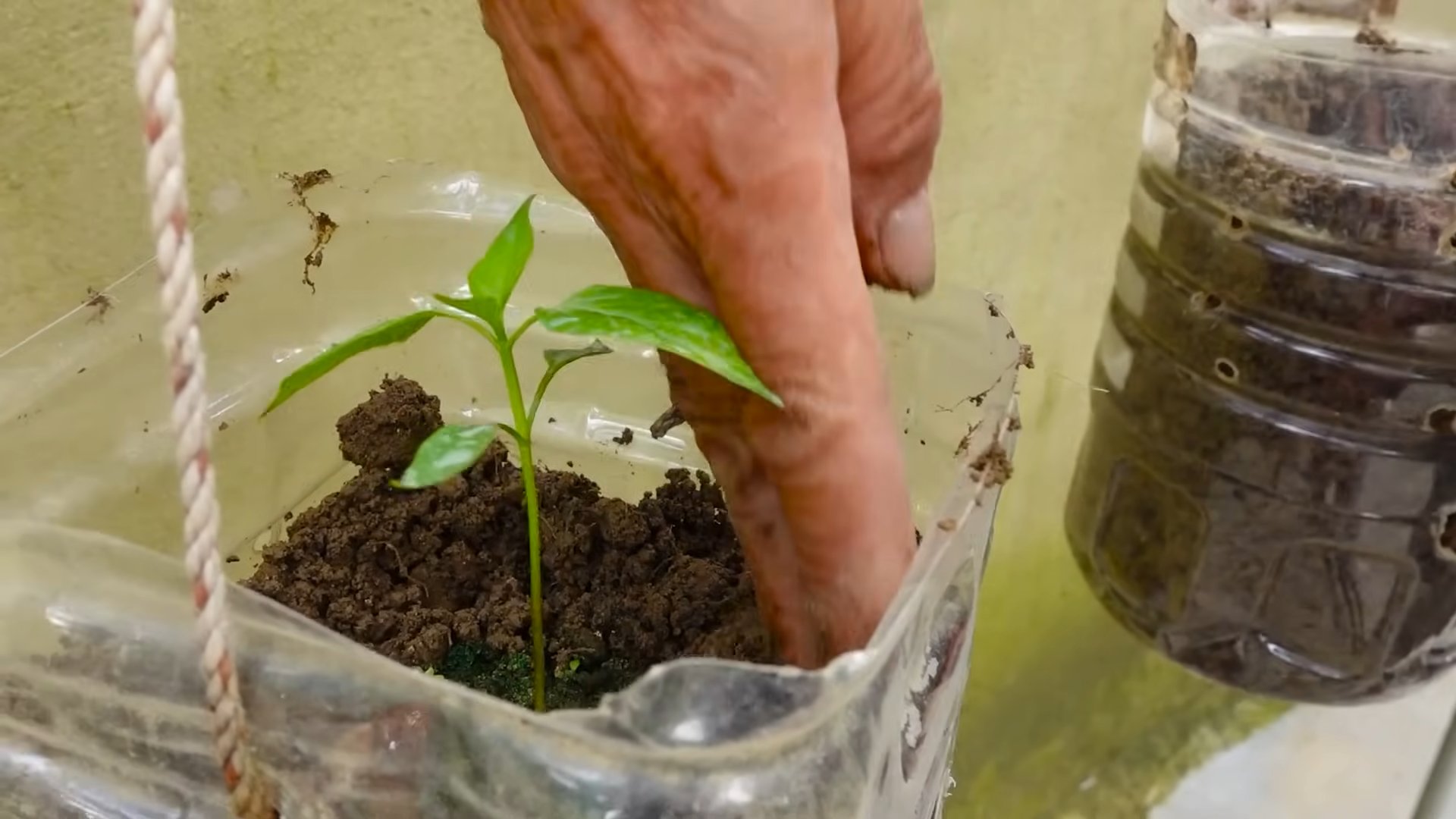 Chili Planting for Better Yield